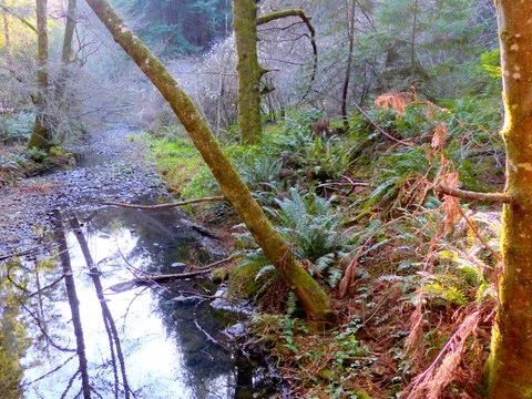 Redwood Creek salmon spawning beds starved for water by the extended drought.