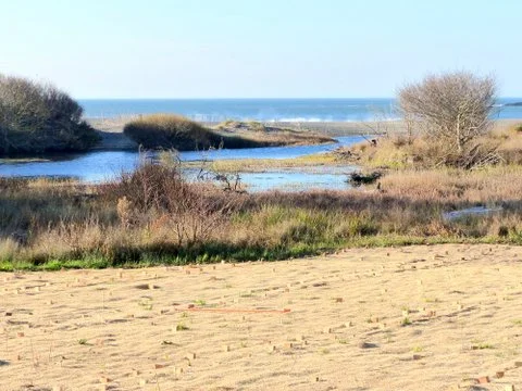 Protection for native vegetation plantings near the mouth of Redwood Creek.