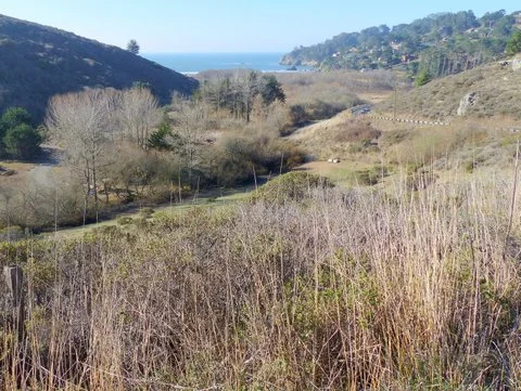 Overlooking the restored Redwood Creek estuary.