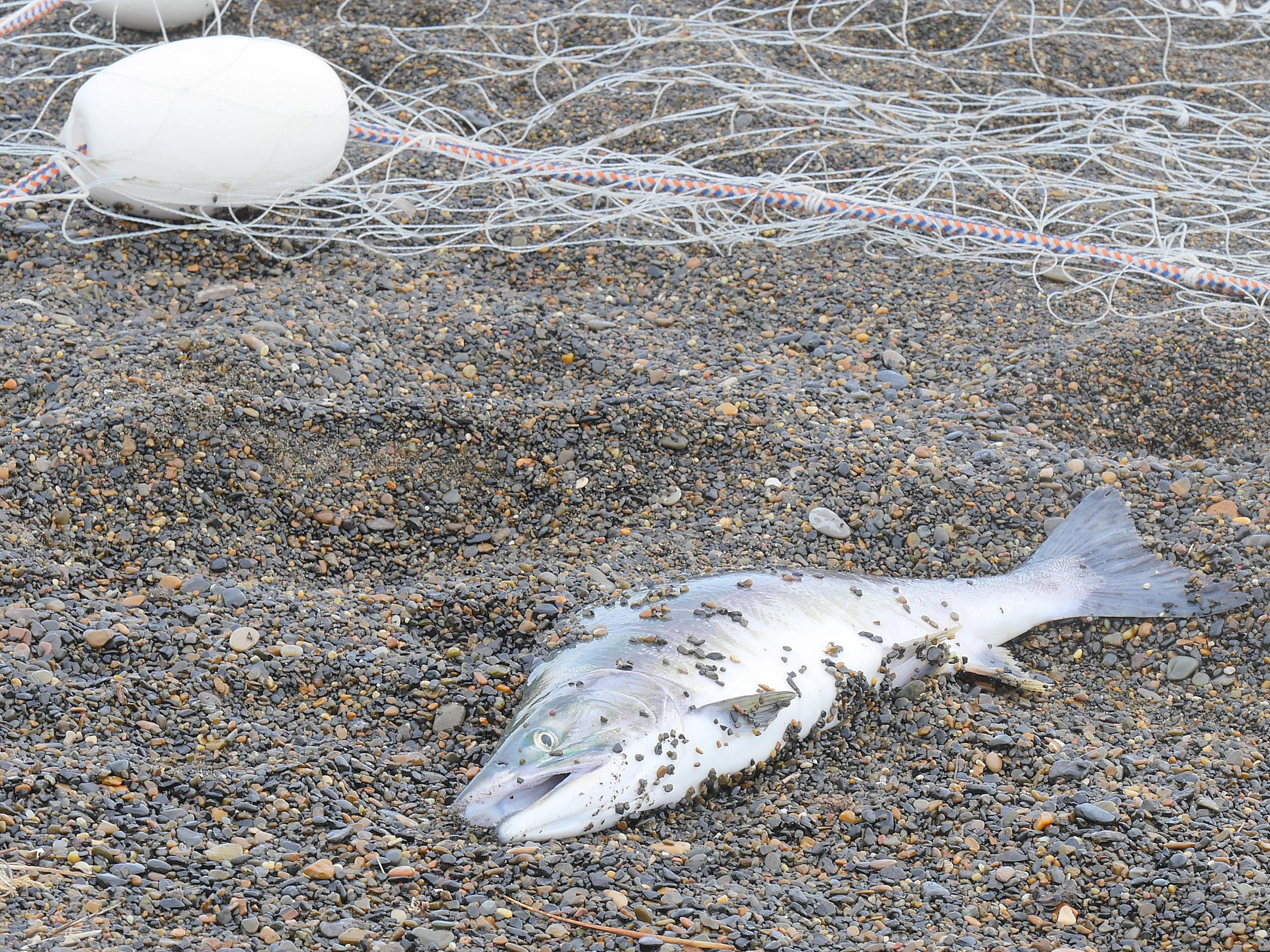 Caught in a gillnet near Barrow, this pink salmon has begun changing from ocean silver to the classic green and ivory hues of a spawner. (Photo credit: Liz McKenzie)