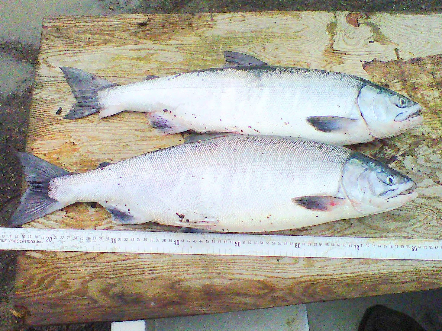Sea-bright chum salmon caught in Arctic waters. (Photo credit: Craig George)