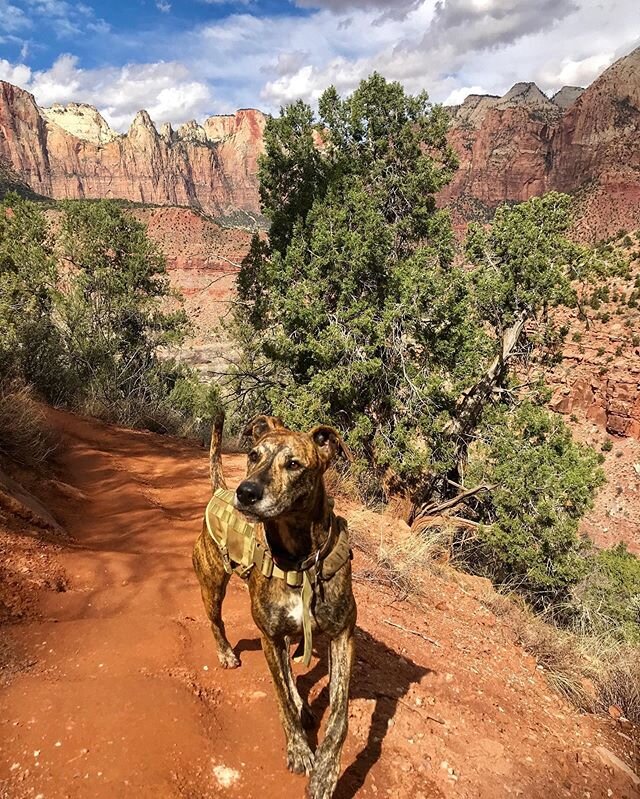 Kona the explorer! Leading us through the rocky red paths. We spent a couple of days in the beautiful Zion National Park doing so me hiking. Wished we had more time to stay longer, but our drive north must go on! .
.
.
#zion #zionnationalpark #dog #b
