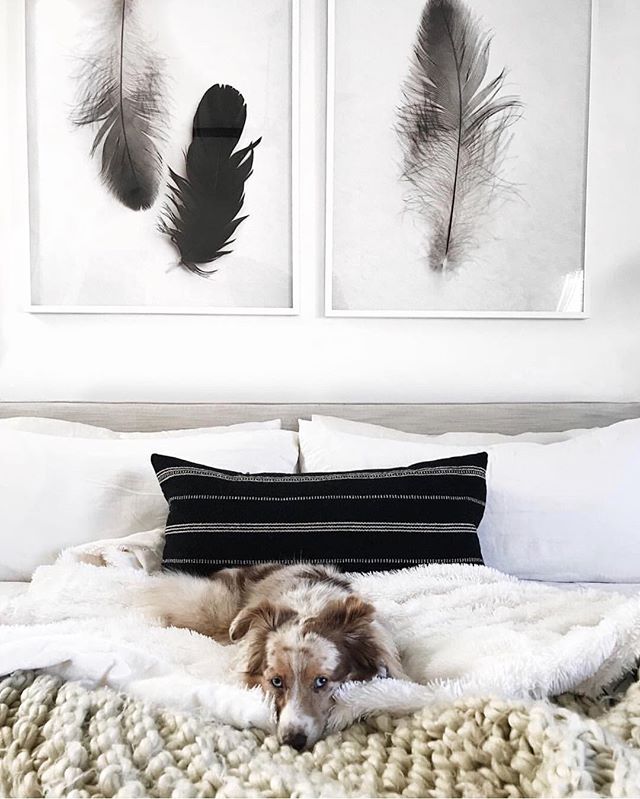 Cozy Sundays 🐶😴 @eatsleepwear&rsquo;s bedroom featuring our two feather prints &ldquo;Hopeful Crow No. 5&rdquo; and &ldquo;Duet No. 1&rdquo; by @featherphotographer. Design @citysage