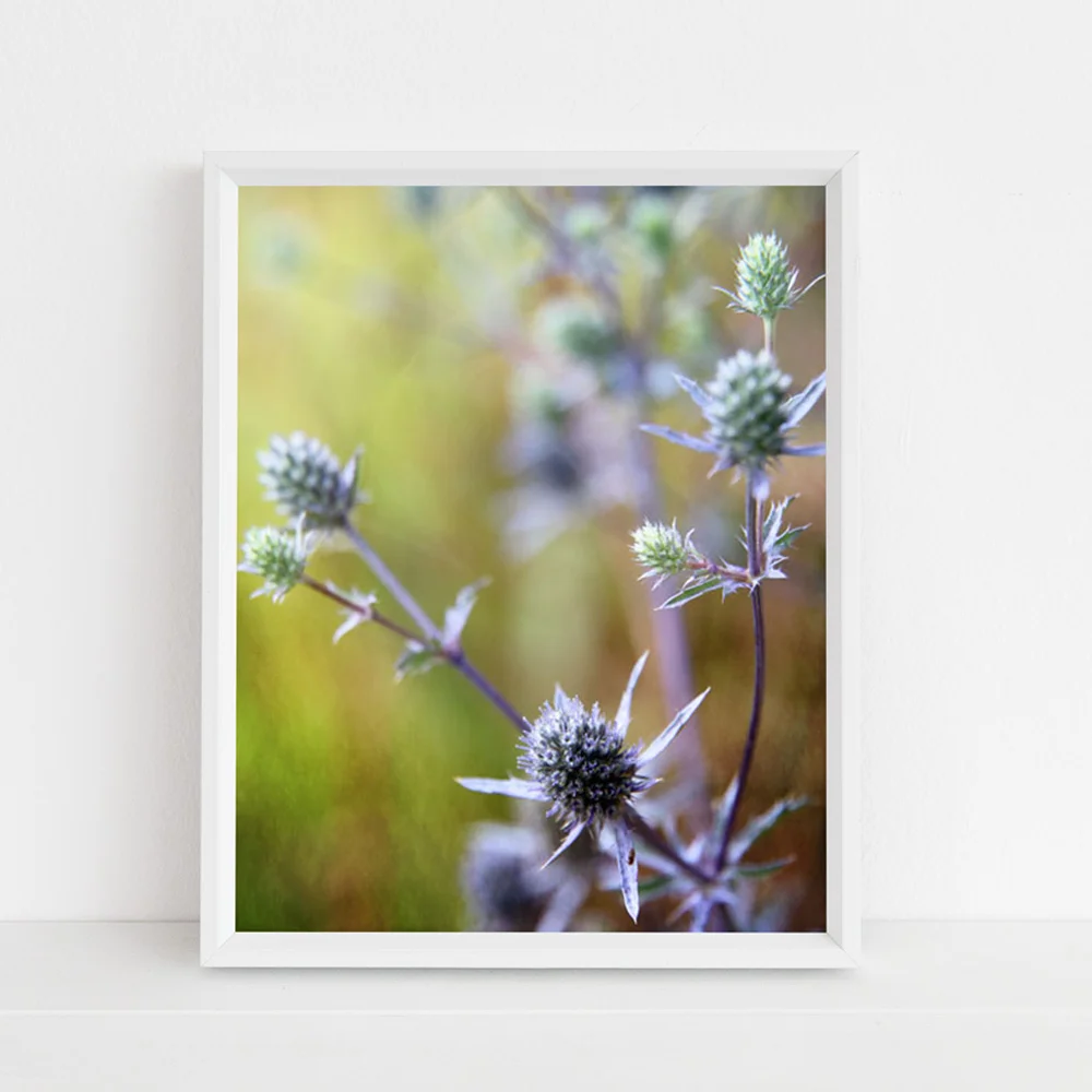 thistle photograph by Journey Home Made.jpg