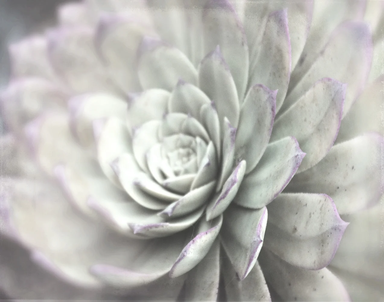 succulent 1 journey sml.jpg