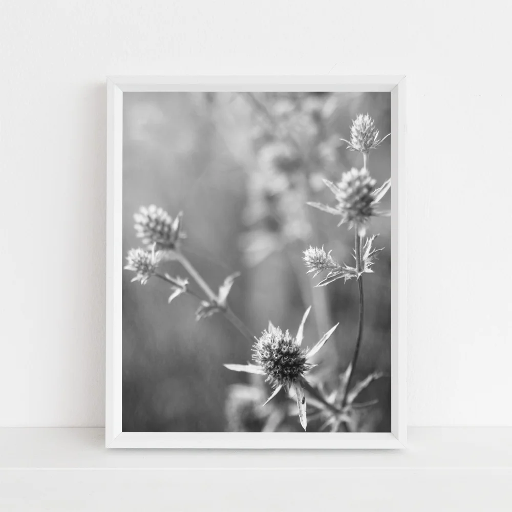 thistle black and white photograph by Journey Home Made.jpg