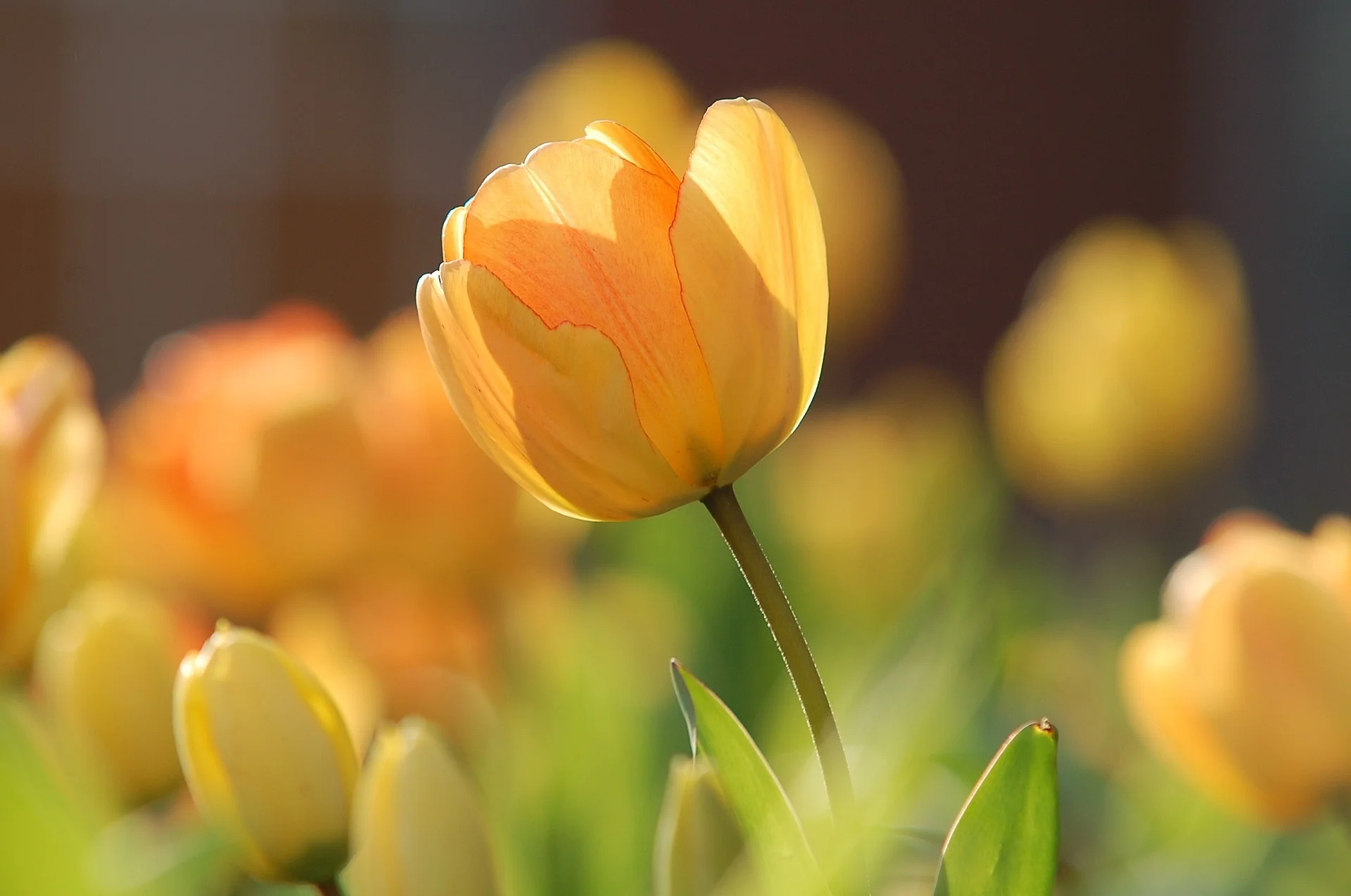 "Tulip Yellow Bright" by Unsplash via Pixabay (Public Domain)