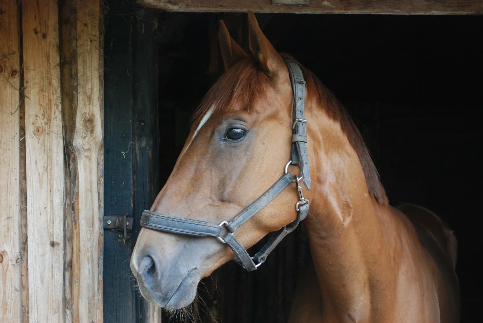 " The Horse " by kroppek_pl via Pixabay ( Public Domain CC 2.0 )