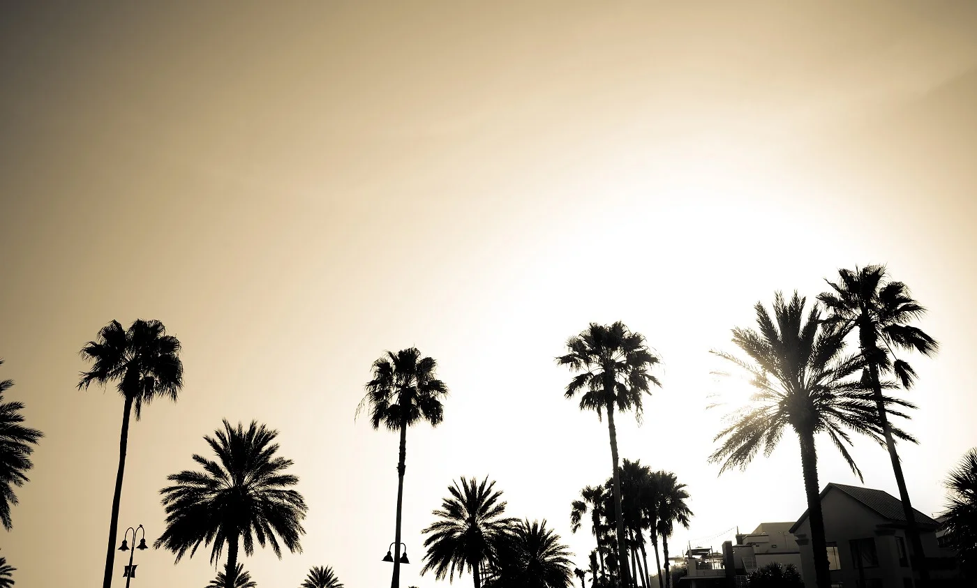 Palm Trees by Storyblocks S.jpg