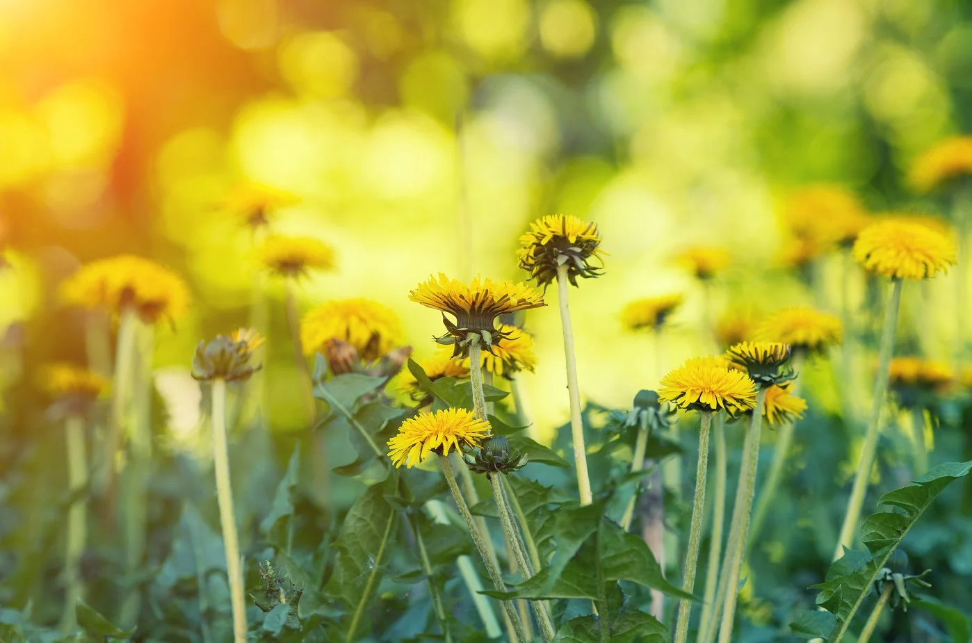 Flowers and Joy by Storyblocks.jpg