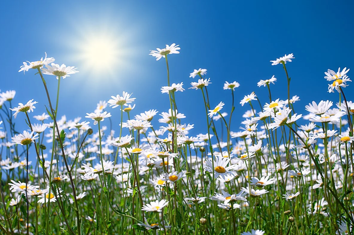 Spring into Spring Season by Storyblocks S.jpg