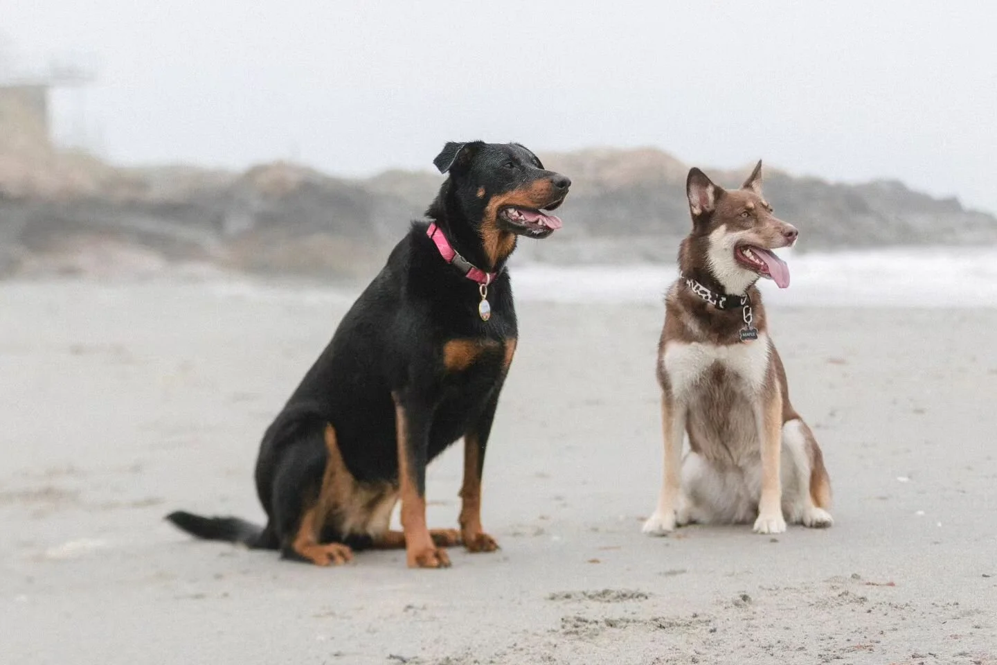 Thursdays are amazing because we get to relive our favorite playdates🥰 Last week we got to meet @legendofkorrathedog IN REAL LIFE at the beach! We had so much fun! Korra and her Mommy are so nice and we had so much fun. We have a LOT more photos to 