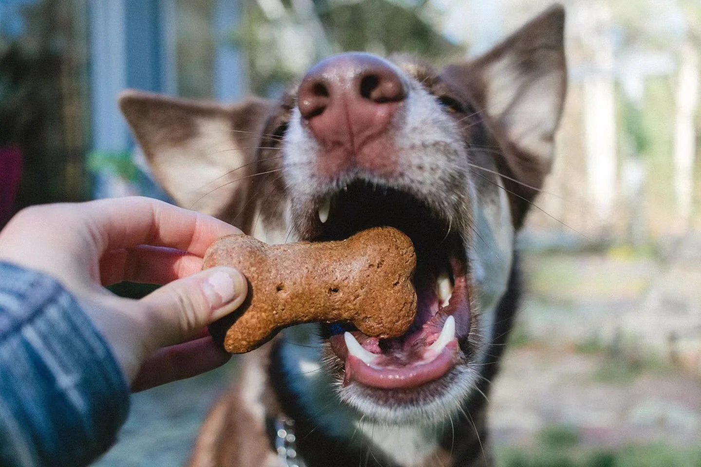 Treat yourself, it's Friday! I'm starting off with a famous AMHERST FARMERS MARKET biscuit from @legendofkorrathedog. Thank you so much friendo for the gift and the hype for these biscuits is real 😍