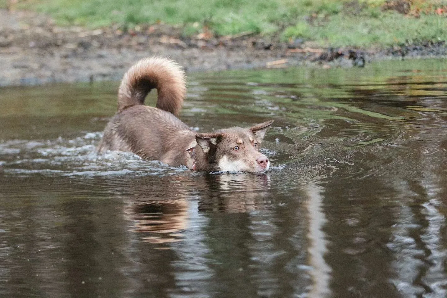 Fetch, but you don't want to get your face wet