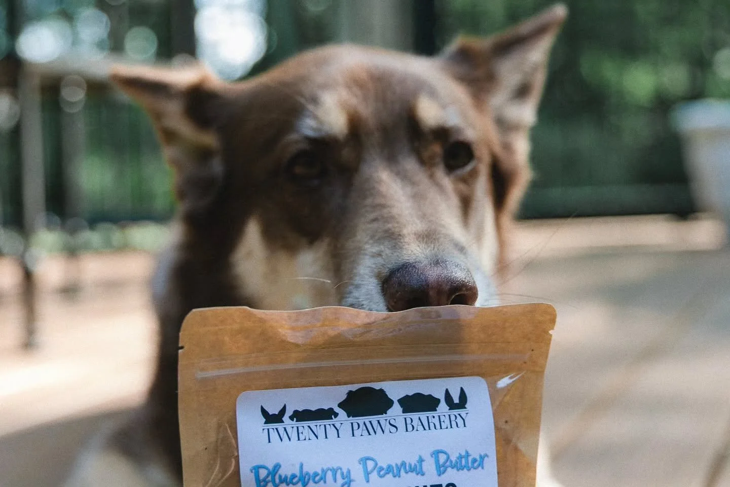My baby brother just turned 1 and we had a really fun party🎂🥳 Mommy's friends are the best and surprised me with treats for being the best big sister ❤️ His party was berry themed so these delicious snacks from @twentypawsbakery fit right in😋🫐