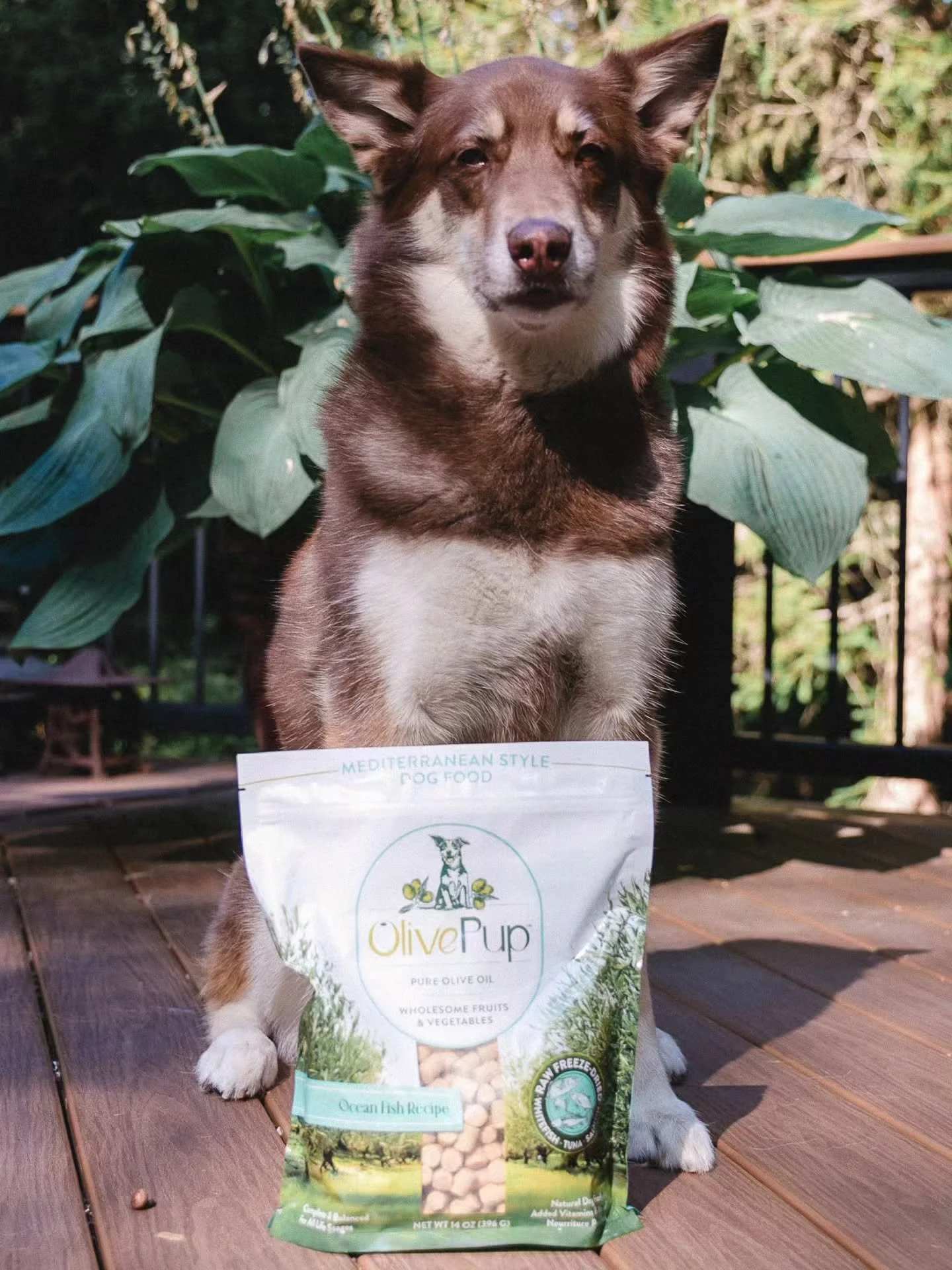Maple takes the Mediterranean lifestyle very seriously 🫒🐟 We&rsquo;ve been trying the Ocean Fish Recipe from @OlivePupLife, made with pure olive oil, wholesome fruits and veggies. We love the antioxidant benefits of olive oil and the extra support 