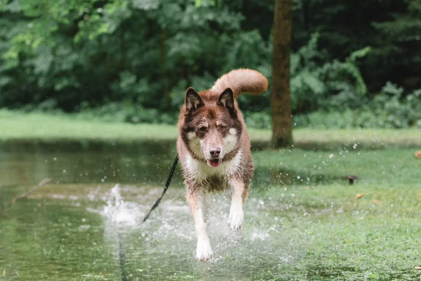 Backyard flooding = serious play