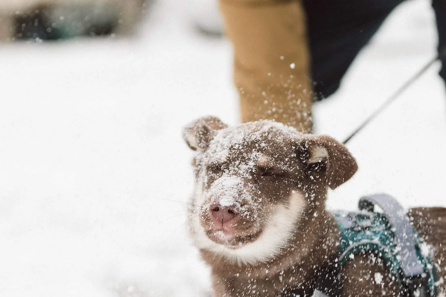 Our first snow and definitely not our last. She wasn't as excited as I thought she might be but I think she'll grow to love it (1/3)
