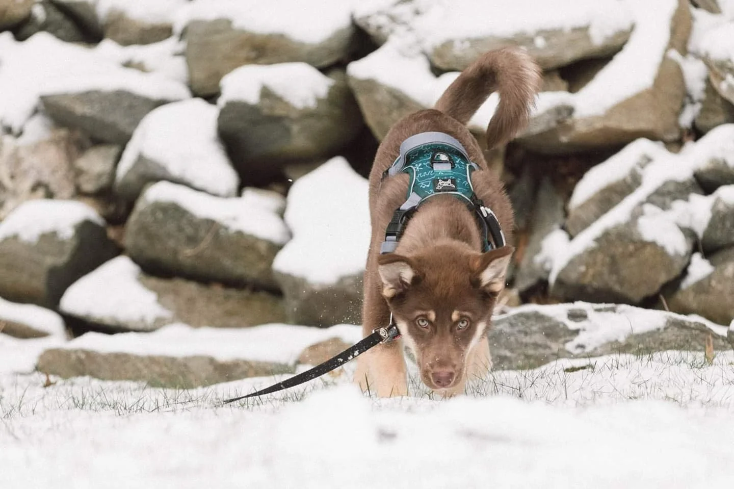 Maple had so much fun sniffing around and being adorable. Later that day she found some deer tracks in the snow and was also very intrigued (2/3)