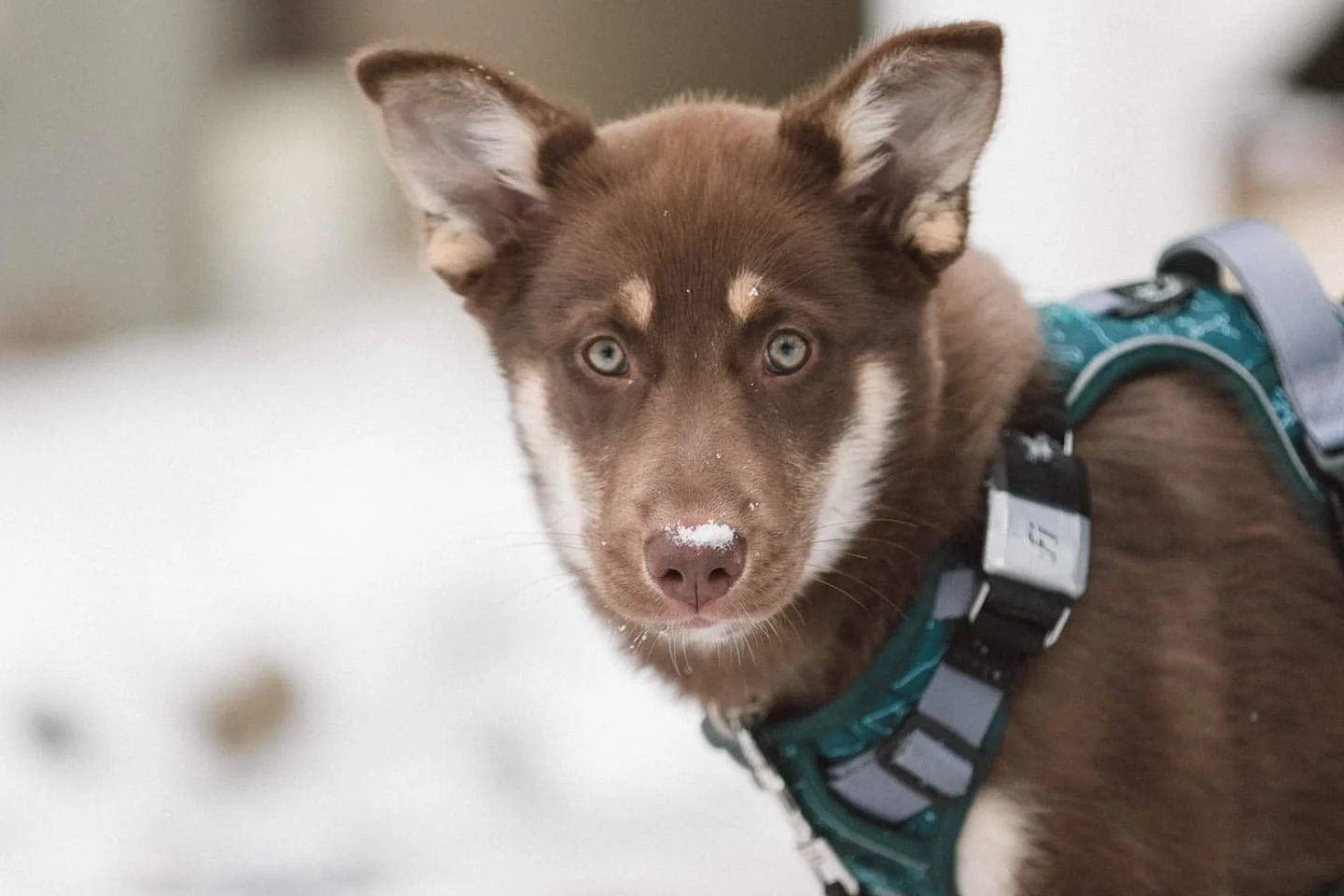 Little wolf experienced her first snow last week! And of course I had to capture the experience 🥰 (3/3)