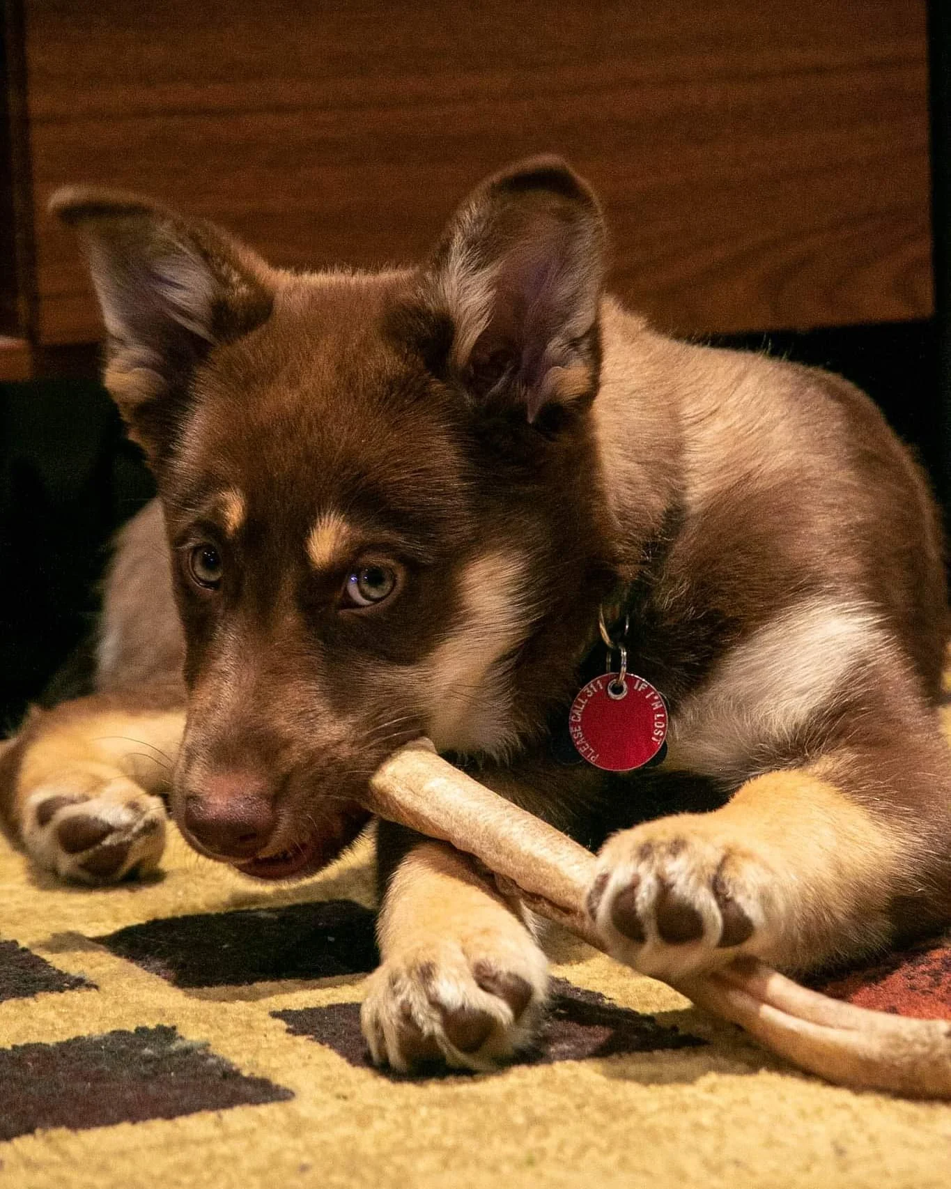 She doesn't know it yet, but she is ~maybe~ going to be the most photographed dog in the world (at least my world) 🥰 We just need to work on "stay" and learn to pose, like Mitty. After almost 16 years, Mit is a pro at photos ❤️