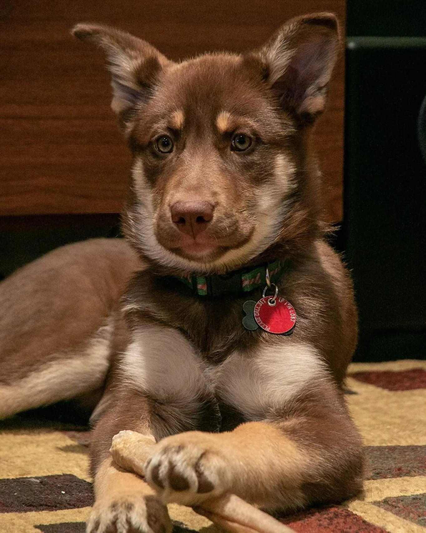 Maple is a Husky, German Shepherd, Labrador Retriever mix. She comes from Amish Country in PA where she and her 7 siblings were exposed to horses, chickens, cats and turkeys. But this country girl has made a great transition to the Big Apple (2/3)