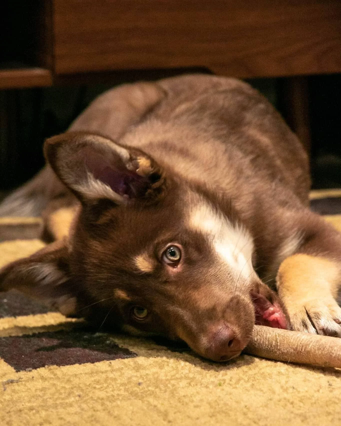 2021 has been an absolute crazy year. I started the year with 1 part time job, saw some family (finally!), then added another part time job, Mitty turned 15, got engaged, quit both jobs, got a full time job, and this little nug joined the family! I'd