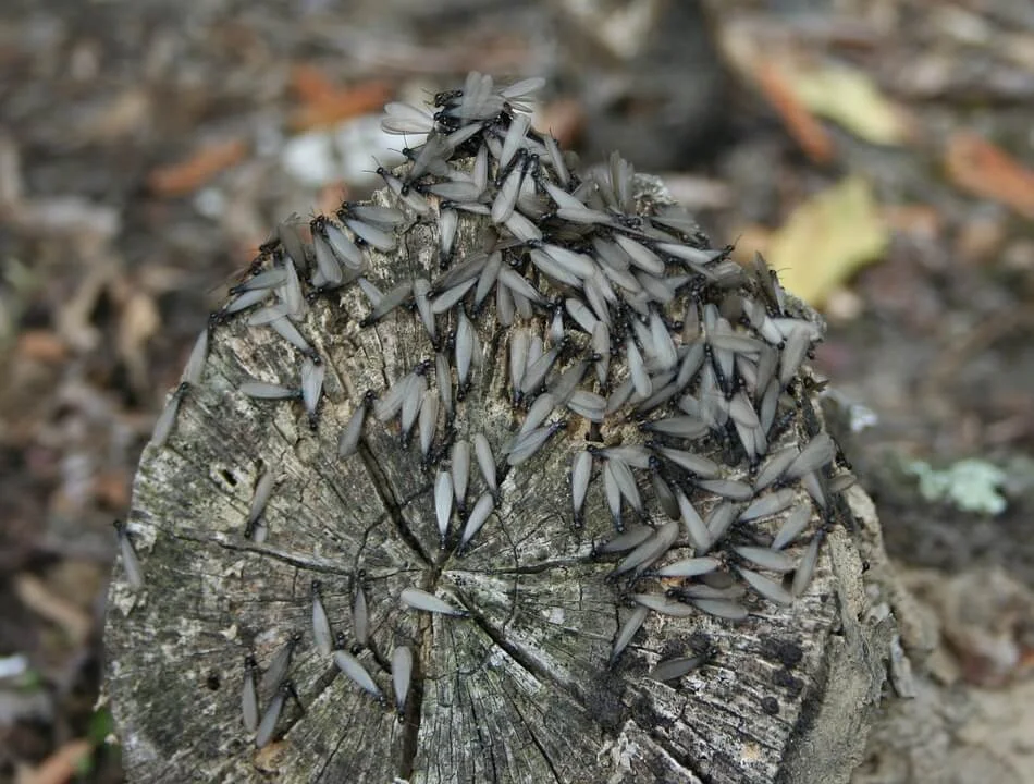 subterranean termite.jpg