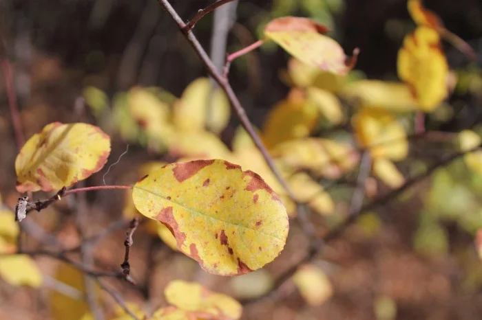 autumn colour