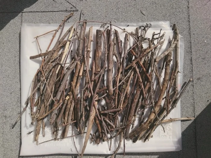 About a third of the sticks we collected