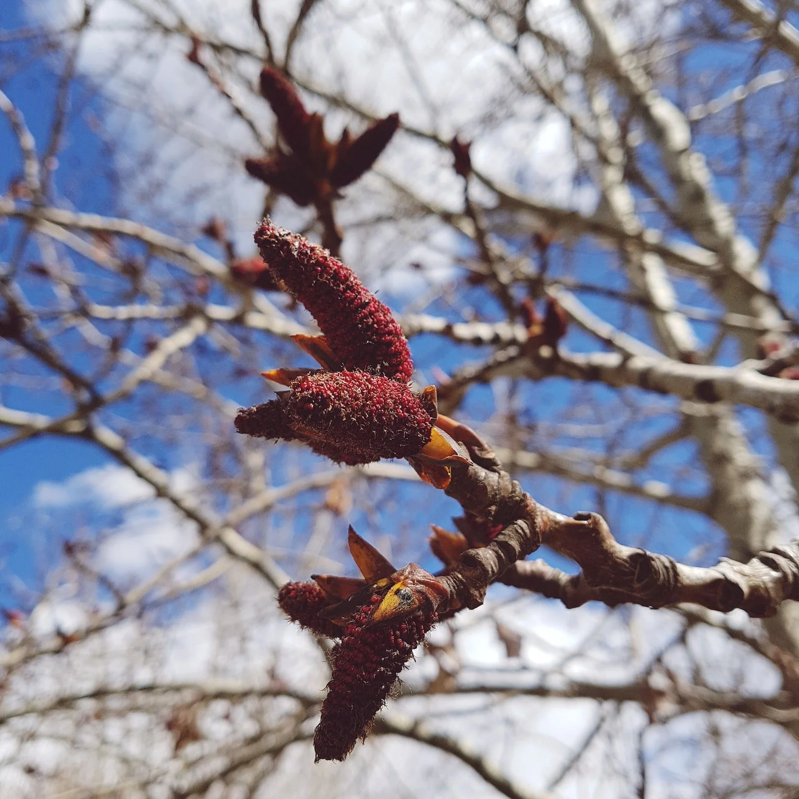 A poem that seemed appropriate on a long-awaited spring day.
