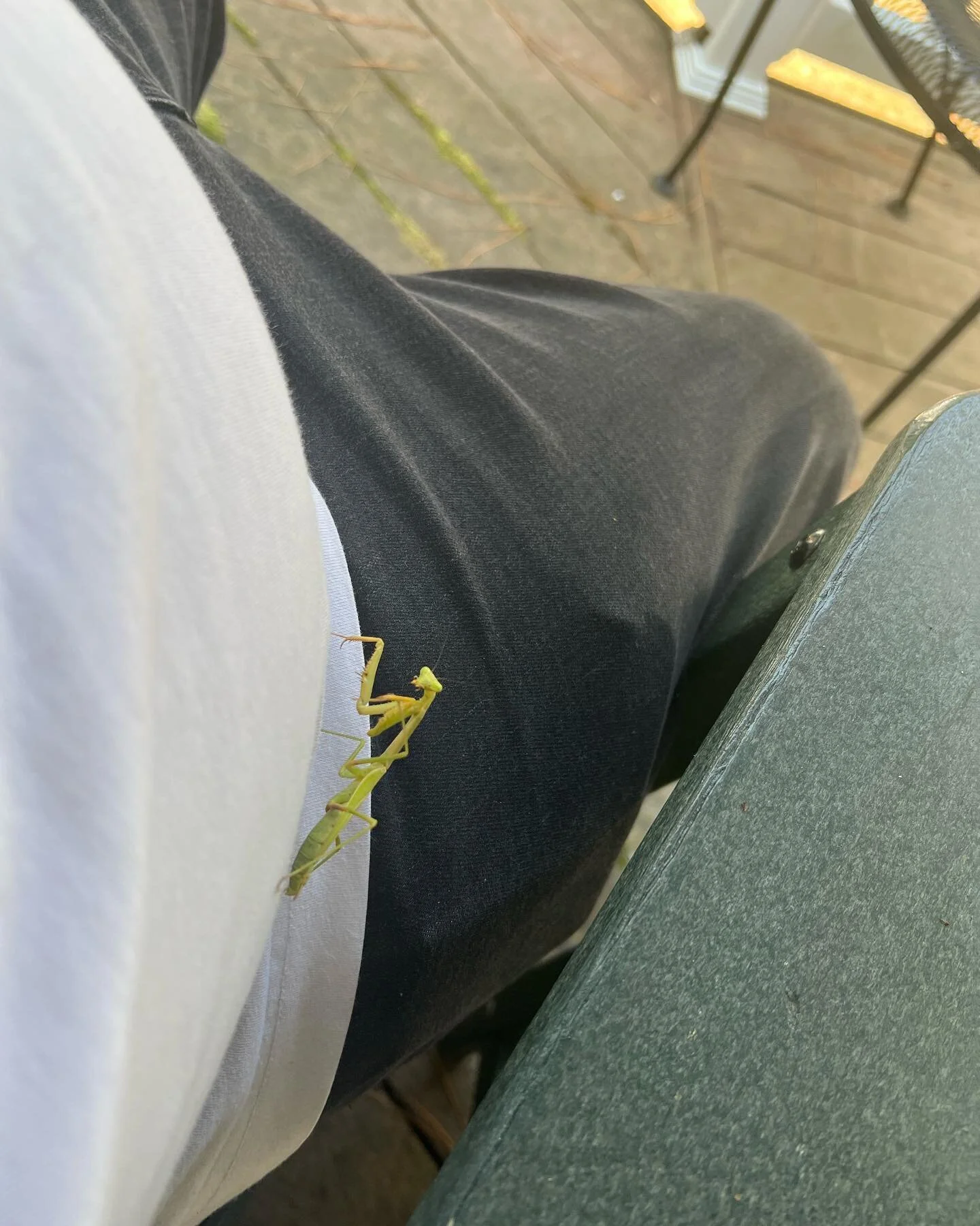 Say hello to my little friend