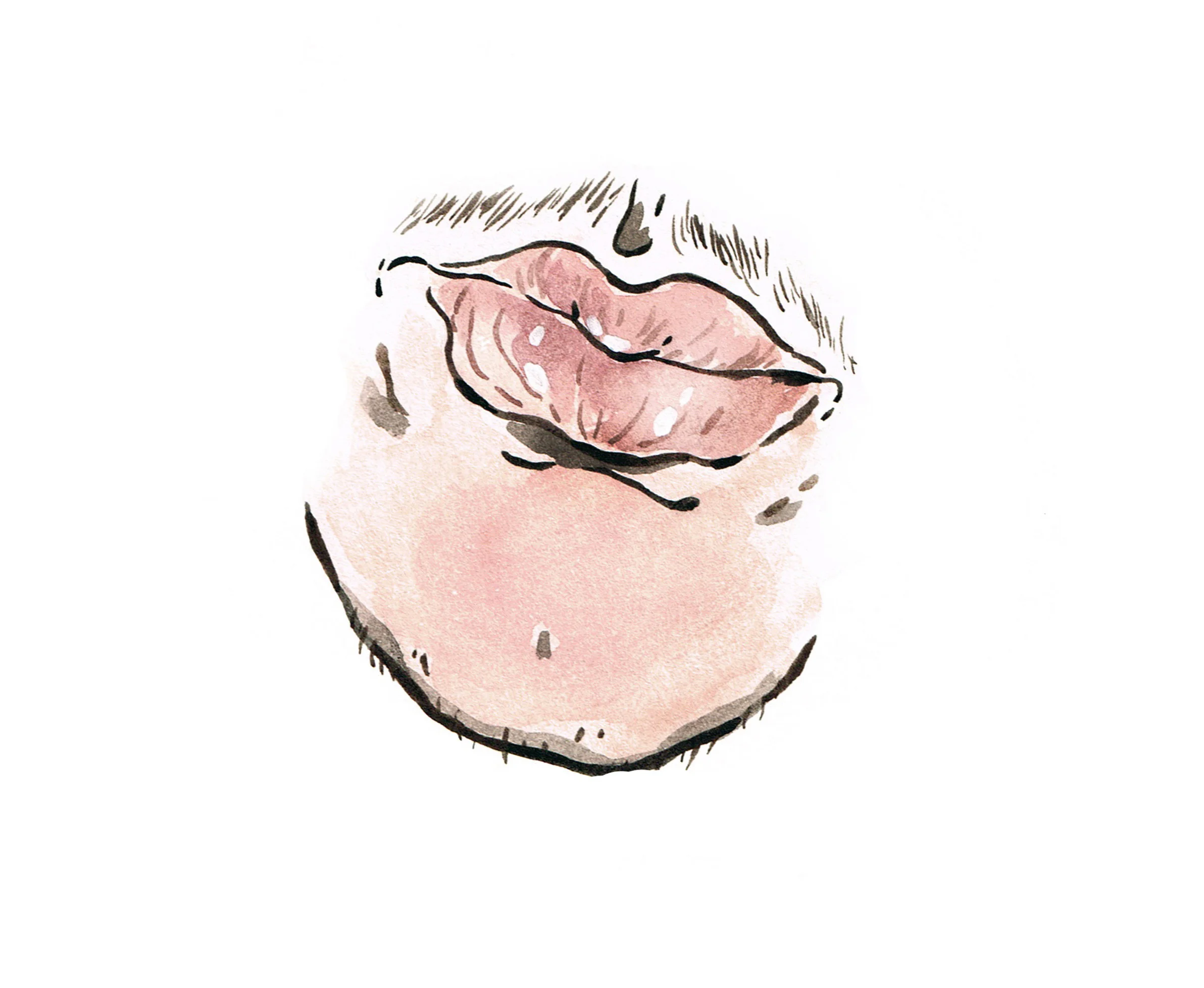 Hairy Bunting Series 3