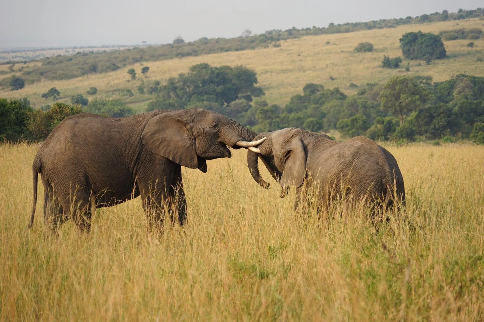 Masai Mara I