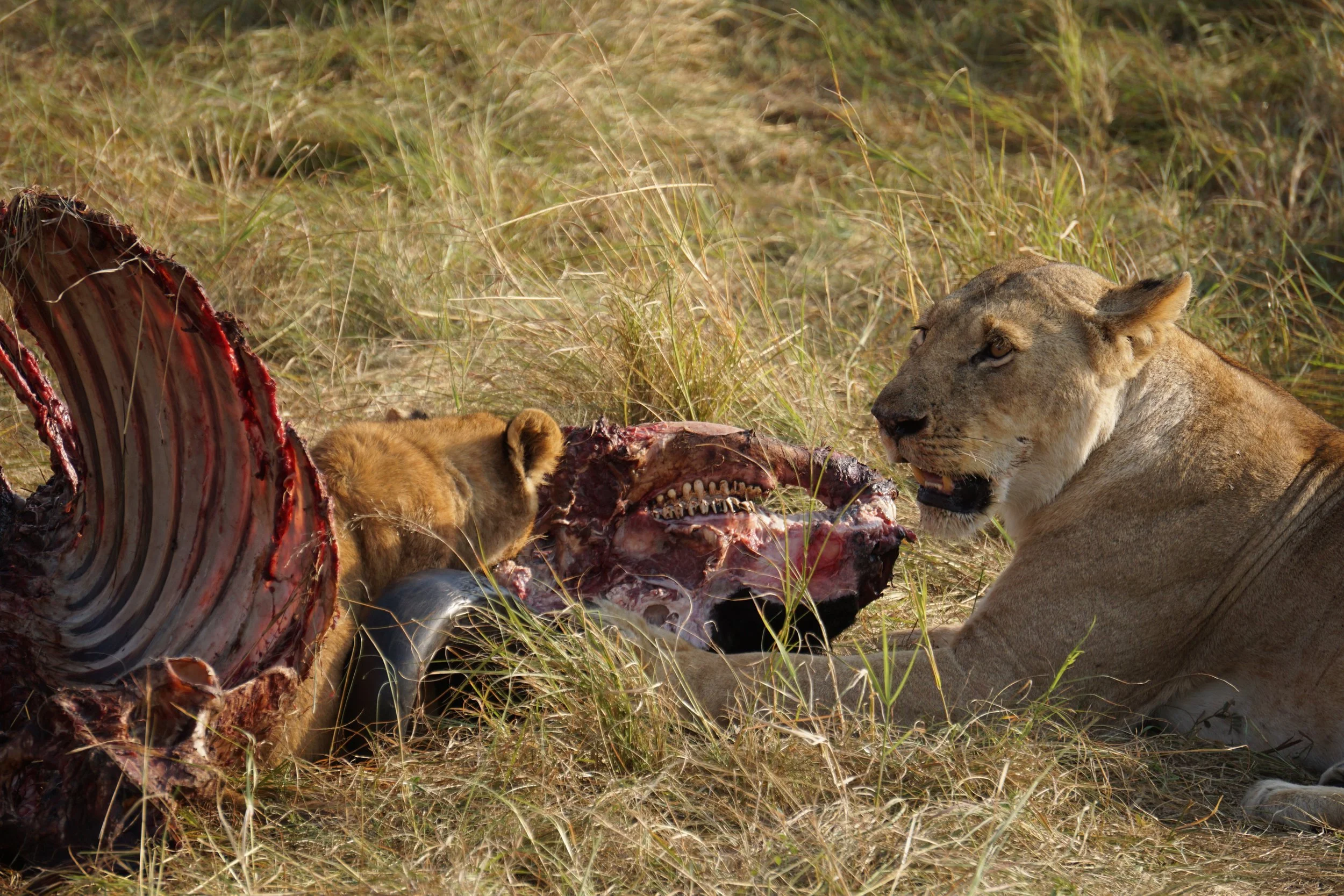 Masai Mara II