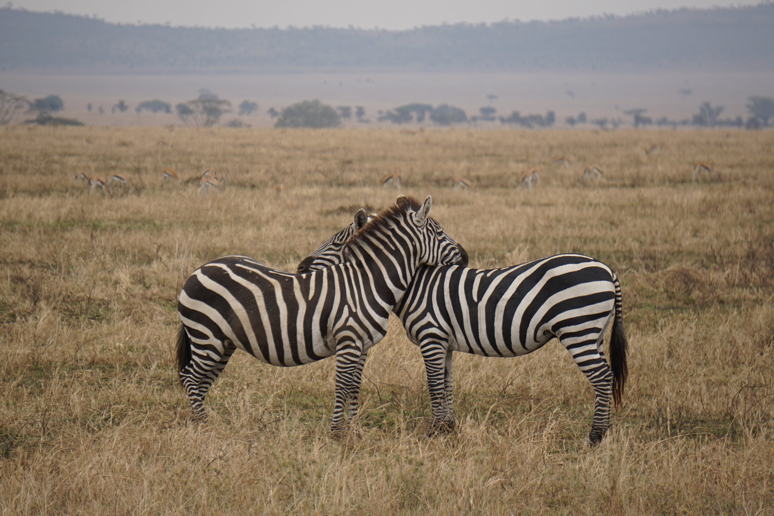 Serengeti National Park