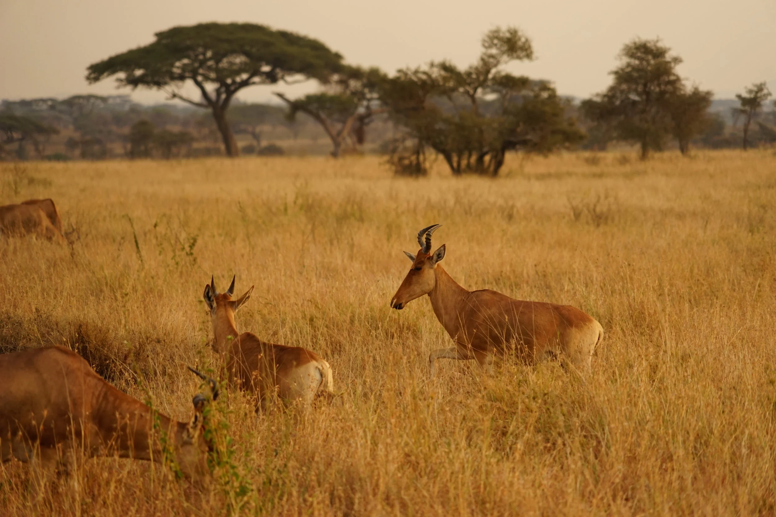 Our Safari Tour Package