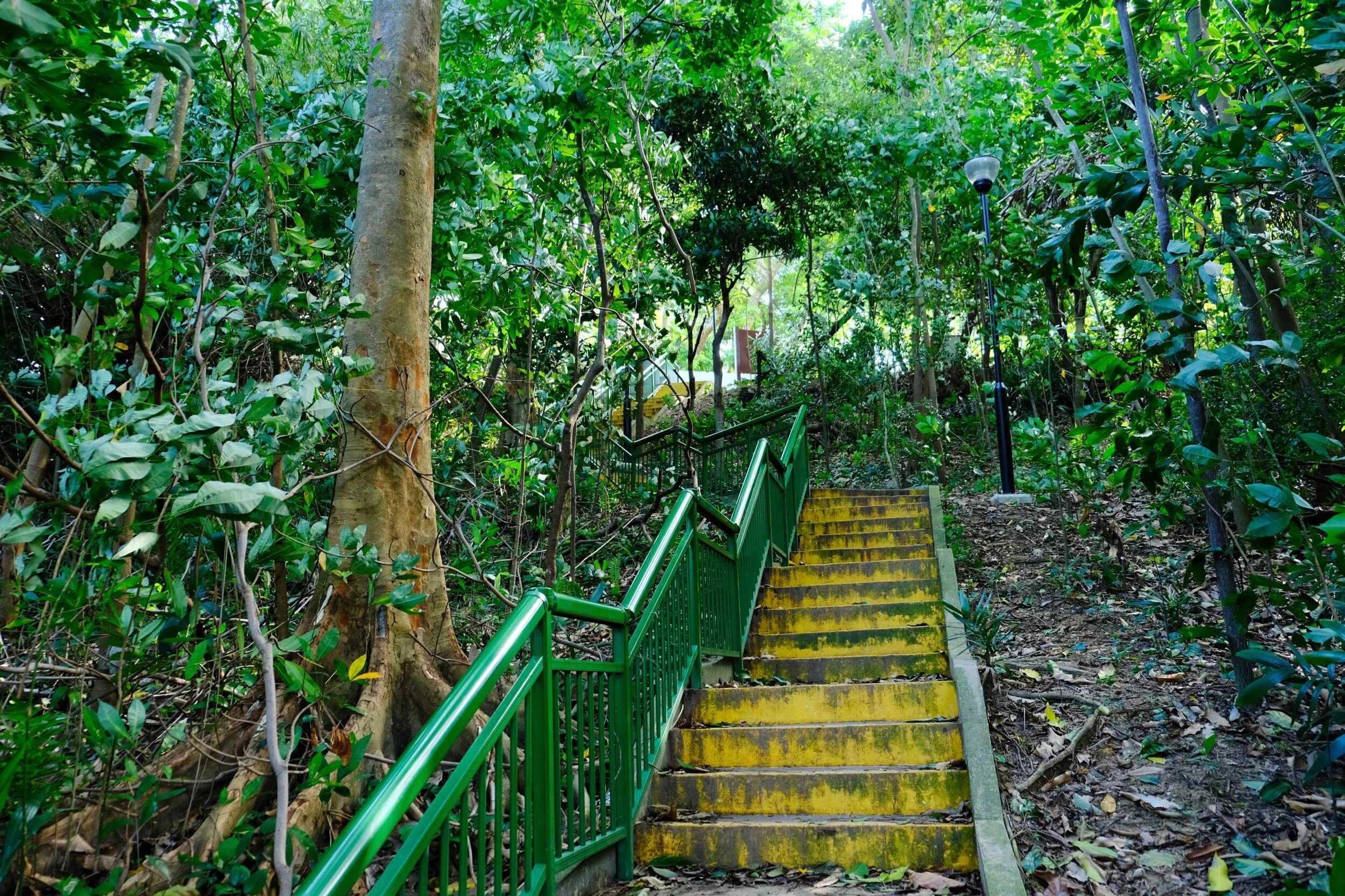 Going up to the Canopy Walk 