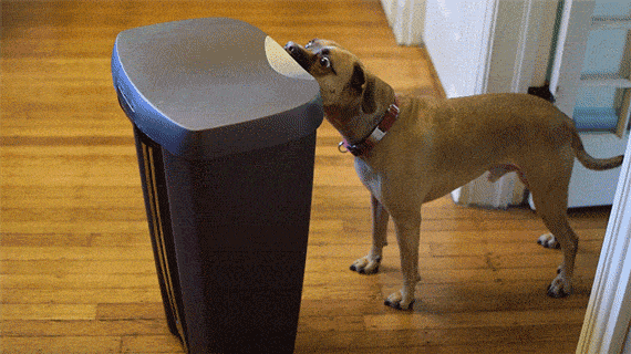 Cover the Garbage.gif