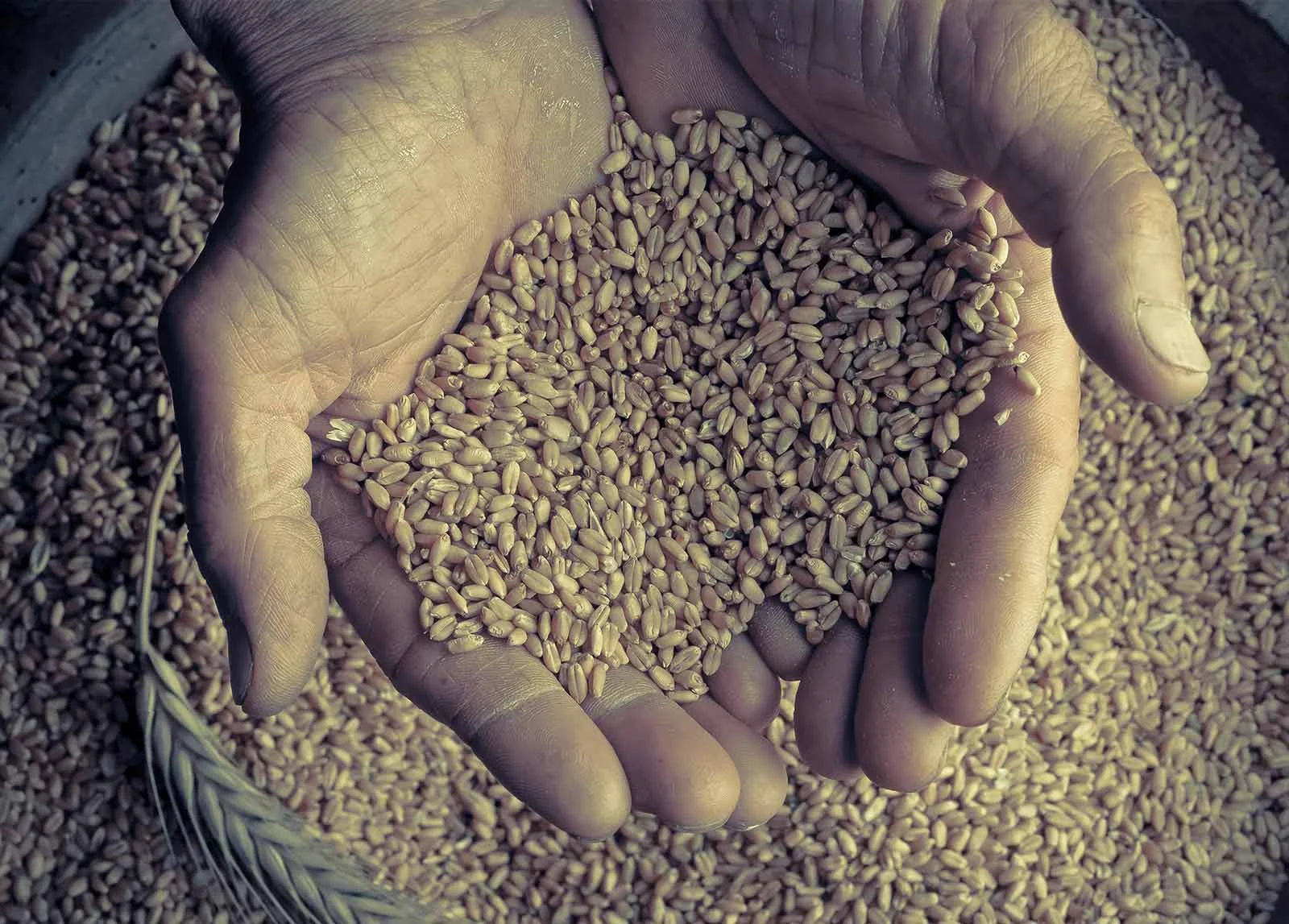 banner-grain.jpg