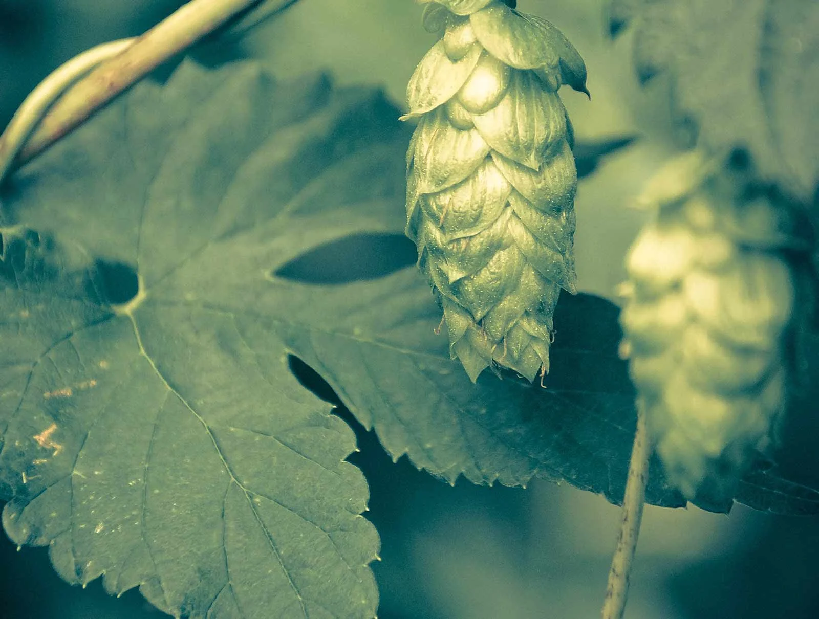 banner-hops.jpg