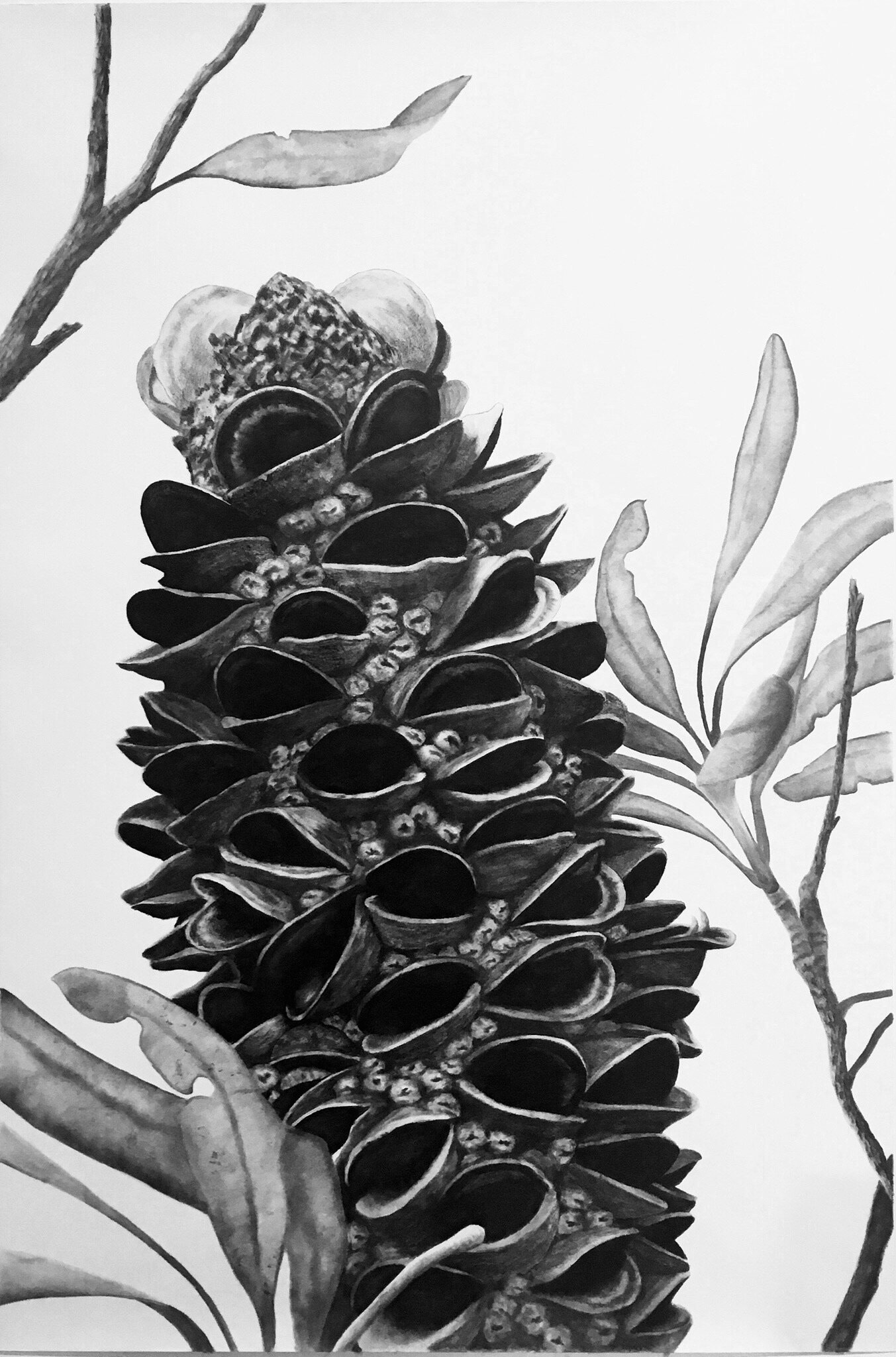Middle Head Banksia 1