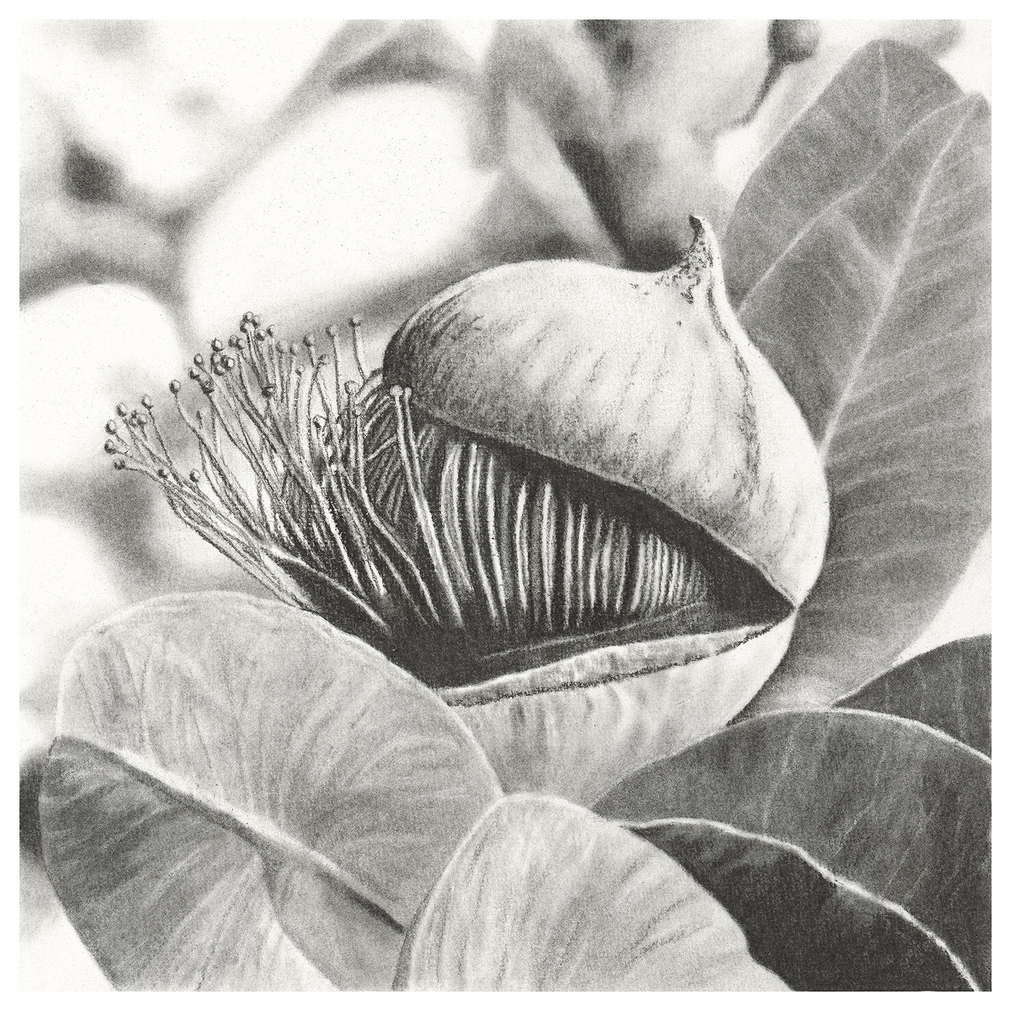 Close to Home - Eucalypt Pod