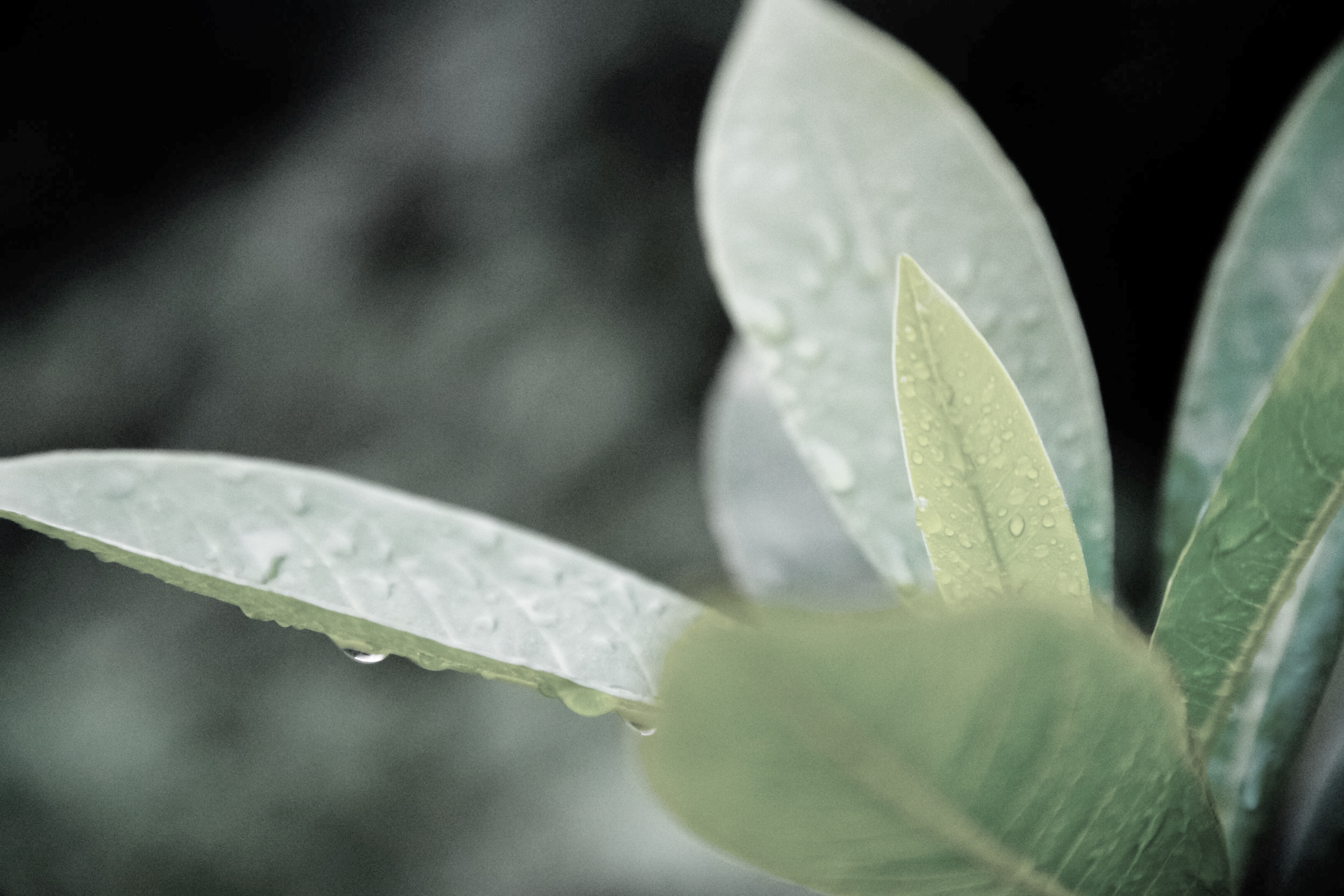 mhleaf.jpeg