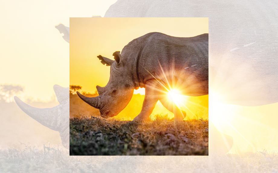 Anderson Rocio Releases Our Kind on World Ranger Day in Support of Global Rhino Protection
