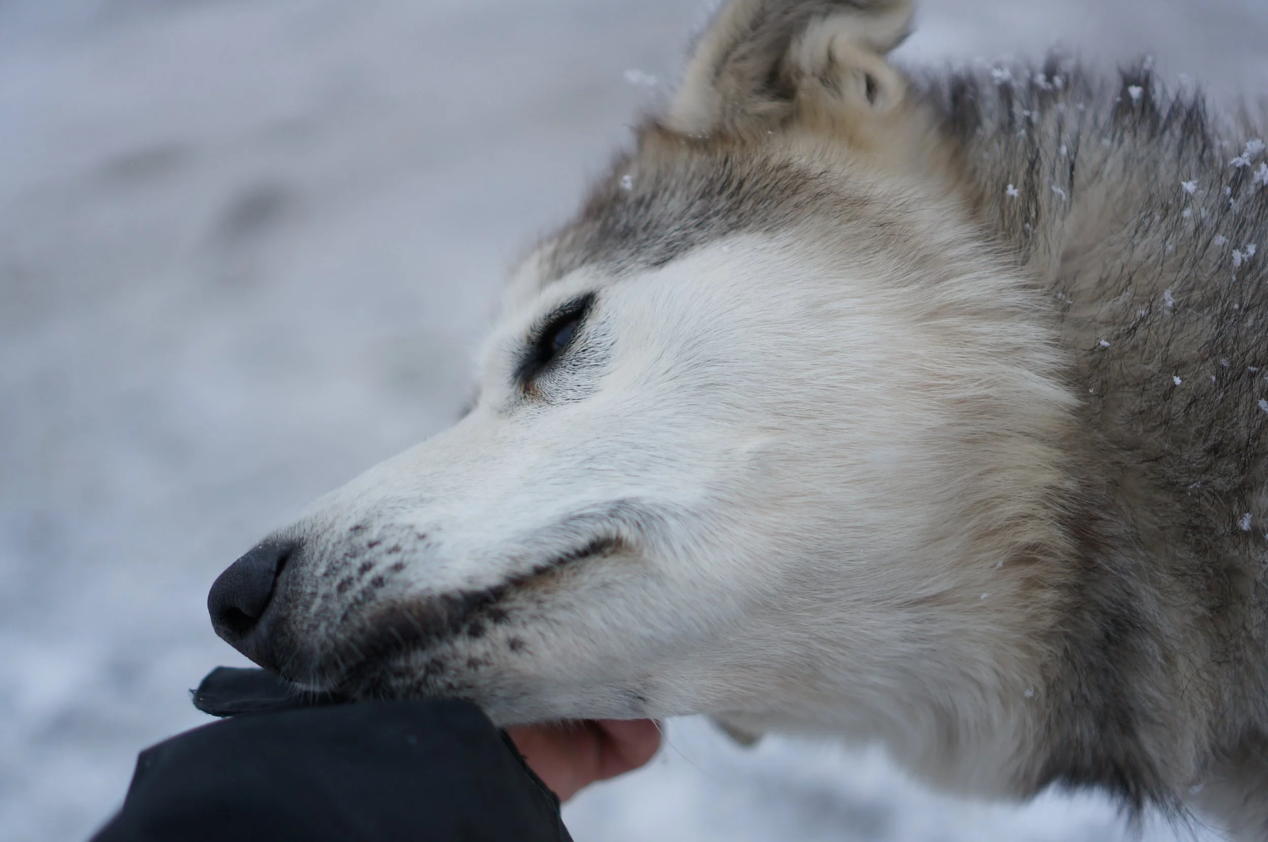 The Purpose of Play, The Play of Purpose