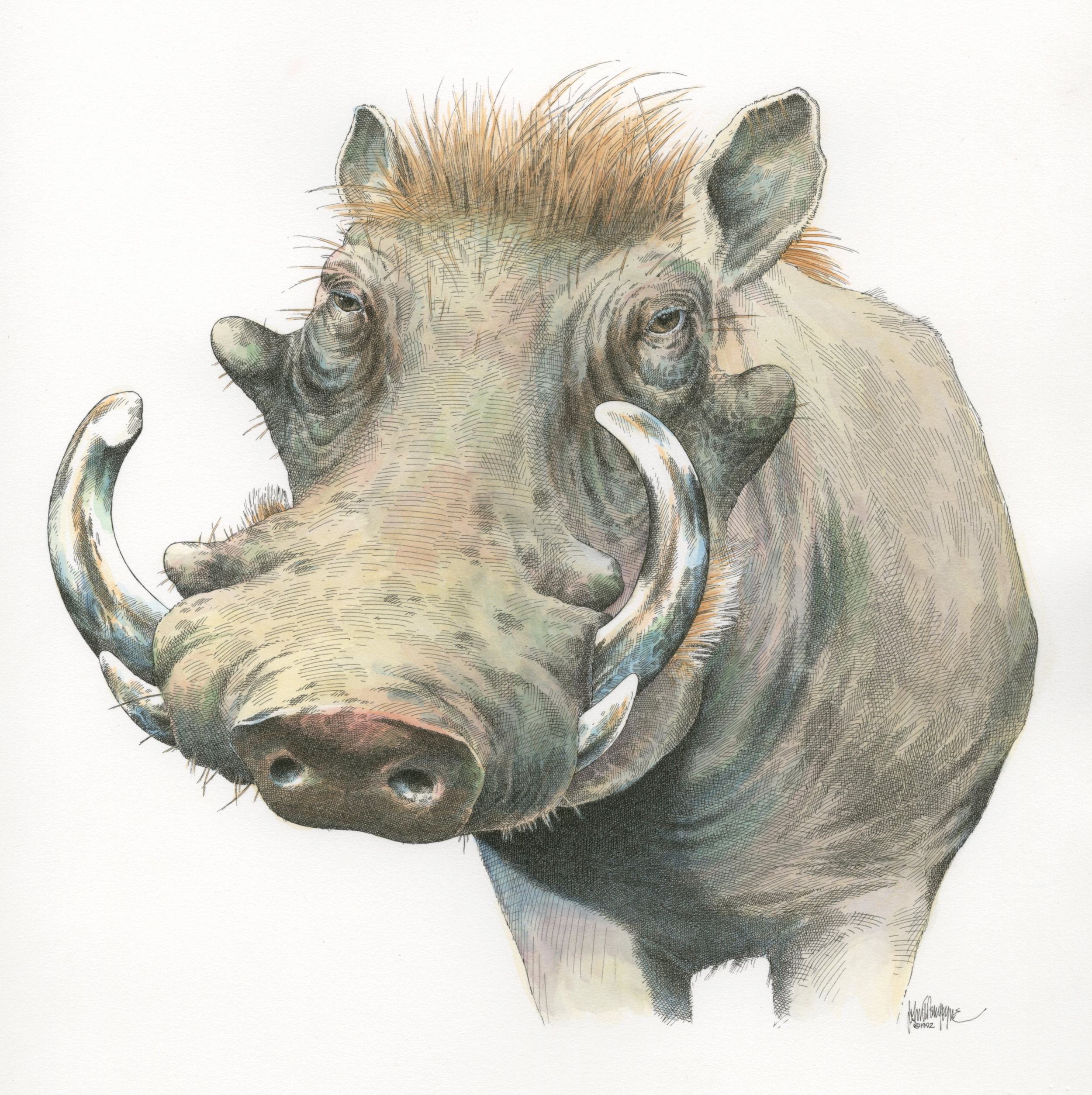 Warthog art042.jpg