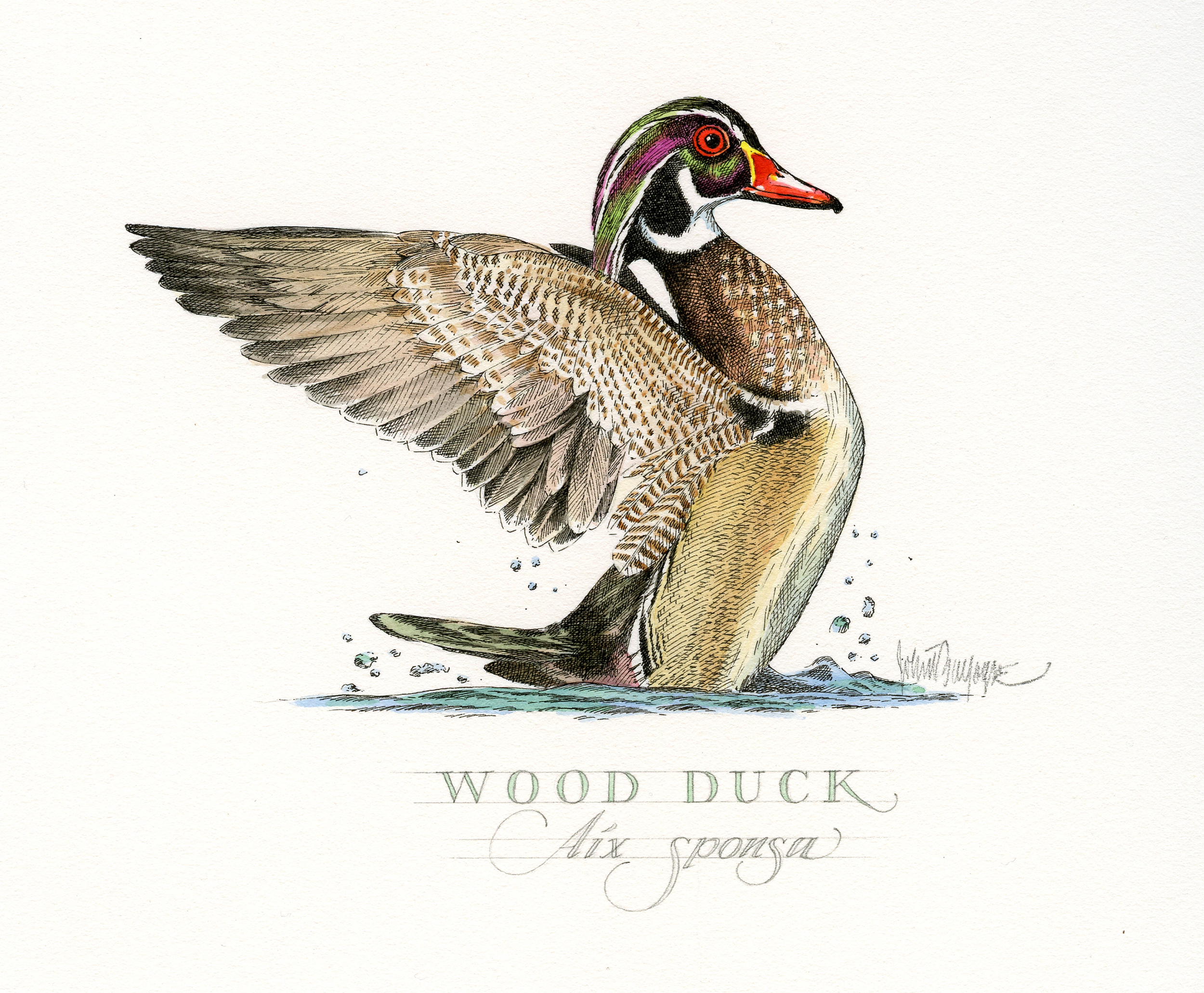 Wood Duck finish wb.jpg