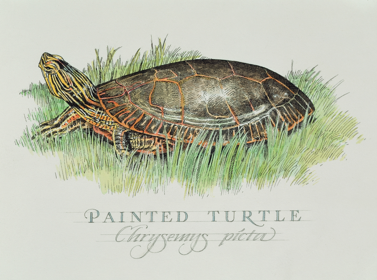 painted turtle wb.jpg