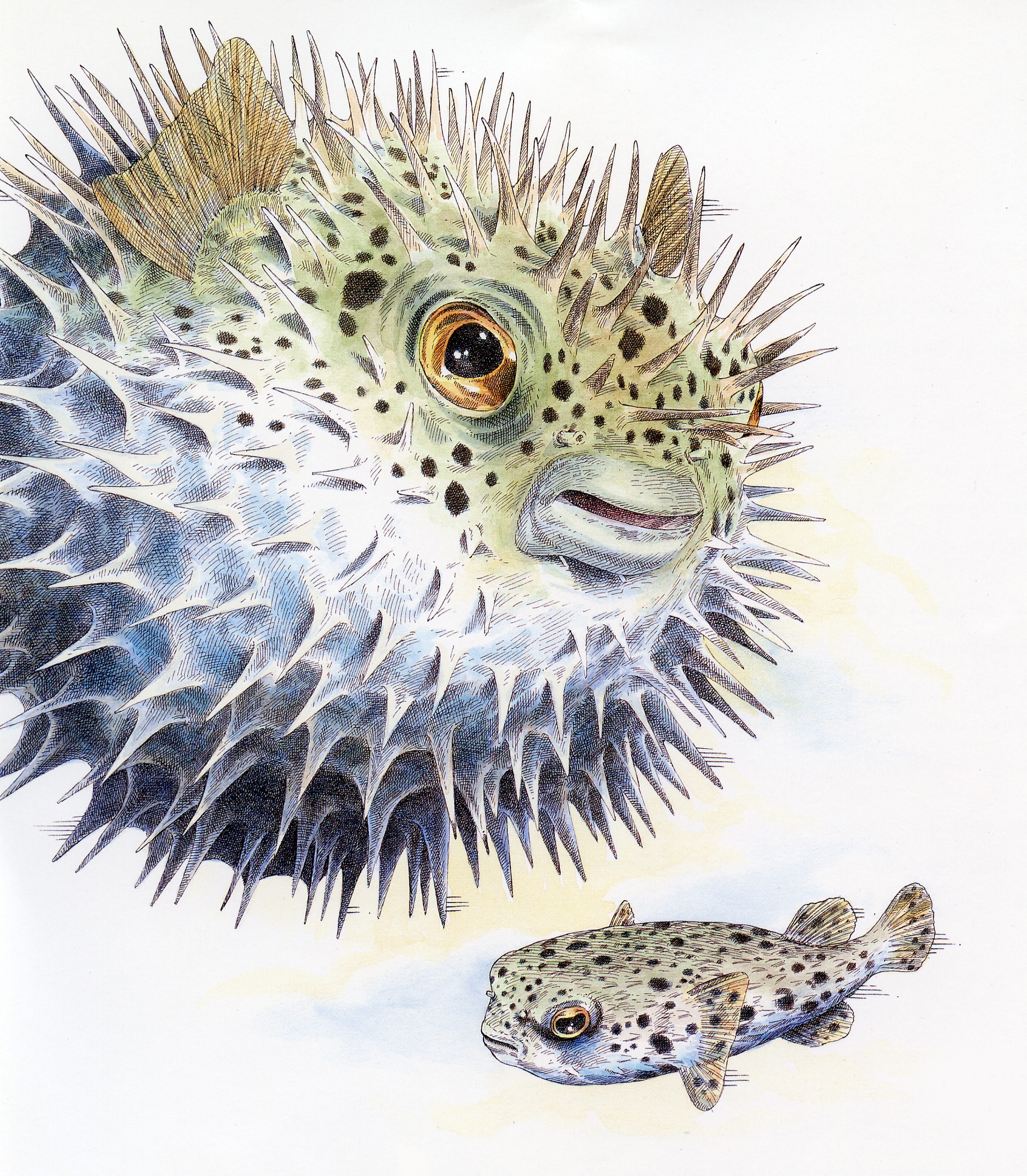 Porcupinefish Stockton Reinsurance.jpg